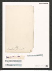 Nitzschia smithii Ralfs. (de-Toni-Nr.: Genus 47, Species 2075) Zeichnungen Sammlung Grunow (NHMW-BOT-W0371959)